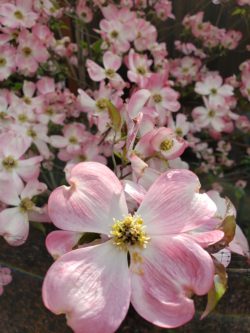 pink dogwood bloom with flower clusters open