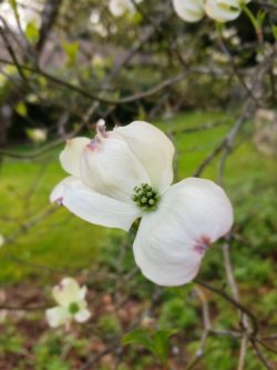 white dogwood bloom