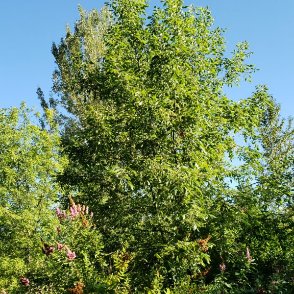 Oregon Ash Tree Near Tualatin River