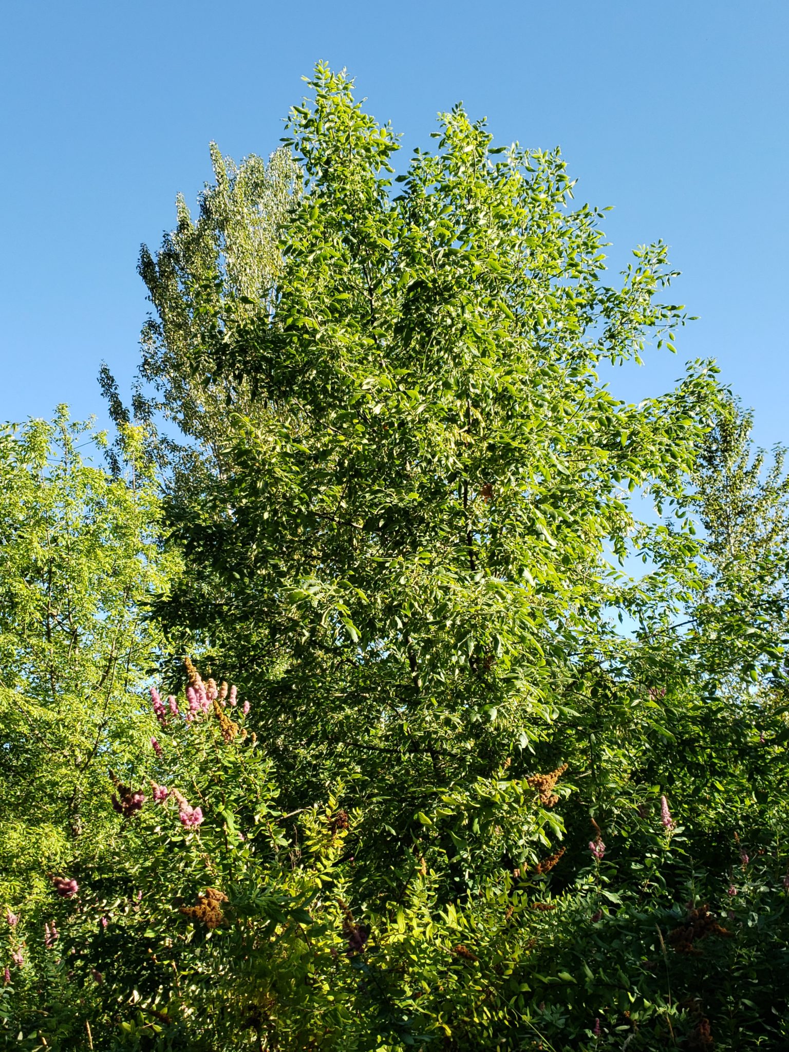 Oregon Ash Tree Near Tualatin River