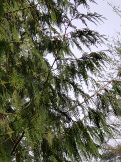 Western red cedar branch habit