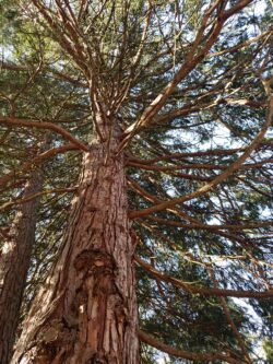 Incense Cedar Bark Under Canopy