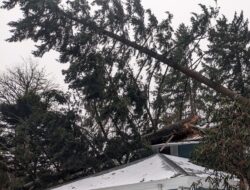 Uprooted tree on roof