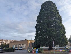 Beaverton post office giant sequoia