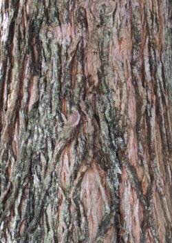 Giant sequoia bark