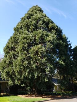giant sequoia in yard