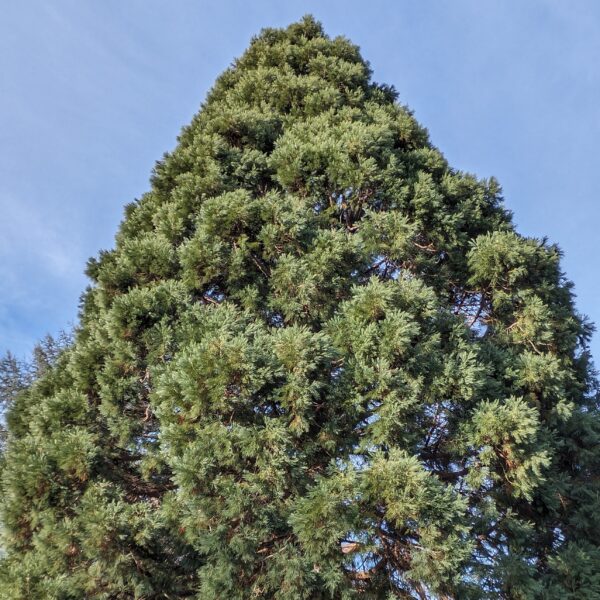Giant sequoia top