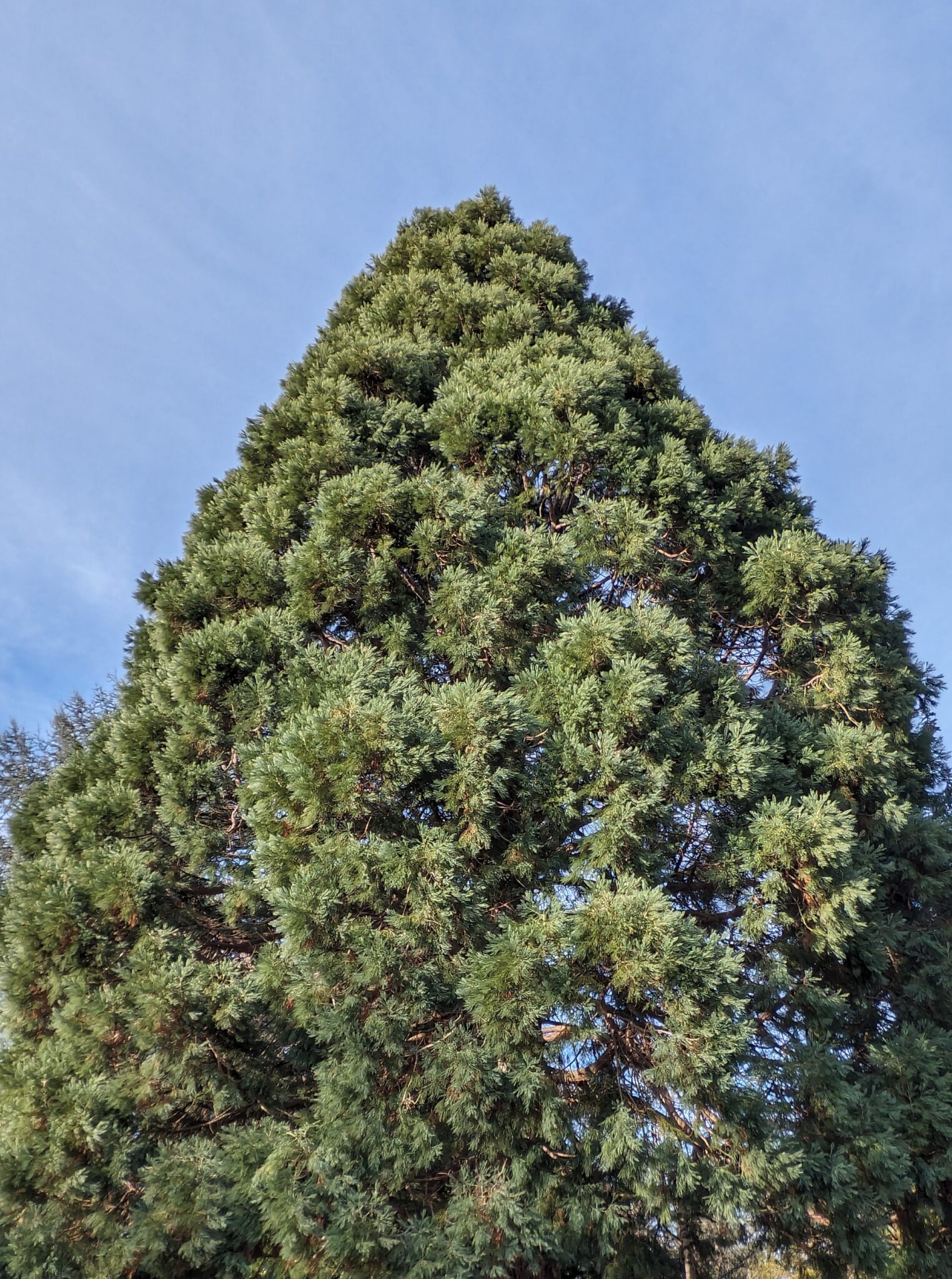 Giant sequoia top