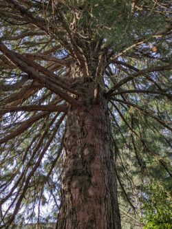 giant sequoia under canopy
