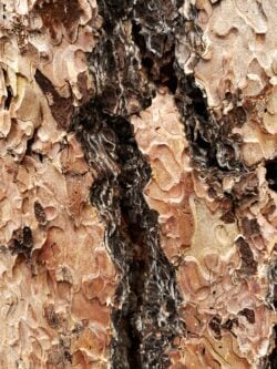 Mature Ponderosa pine bark