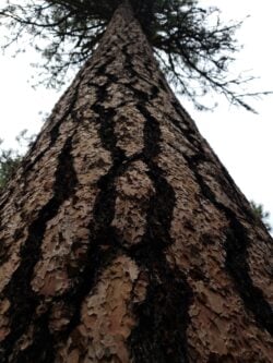 Ponderosa pine from below