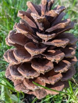ponderosa pine cone