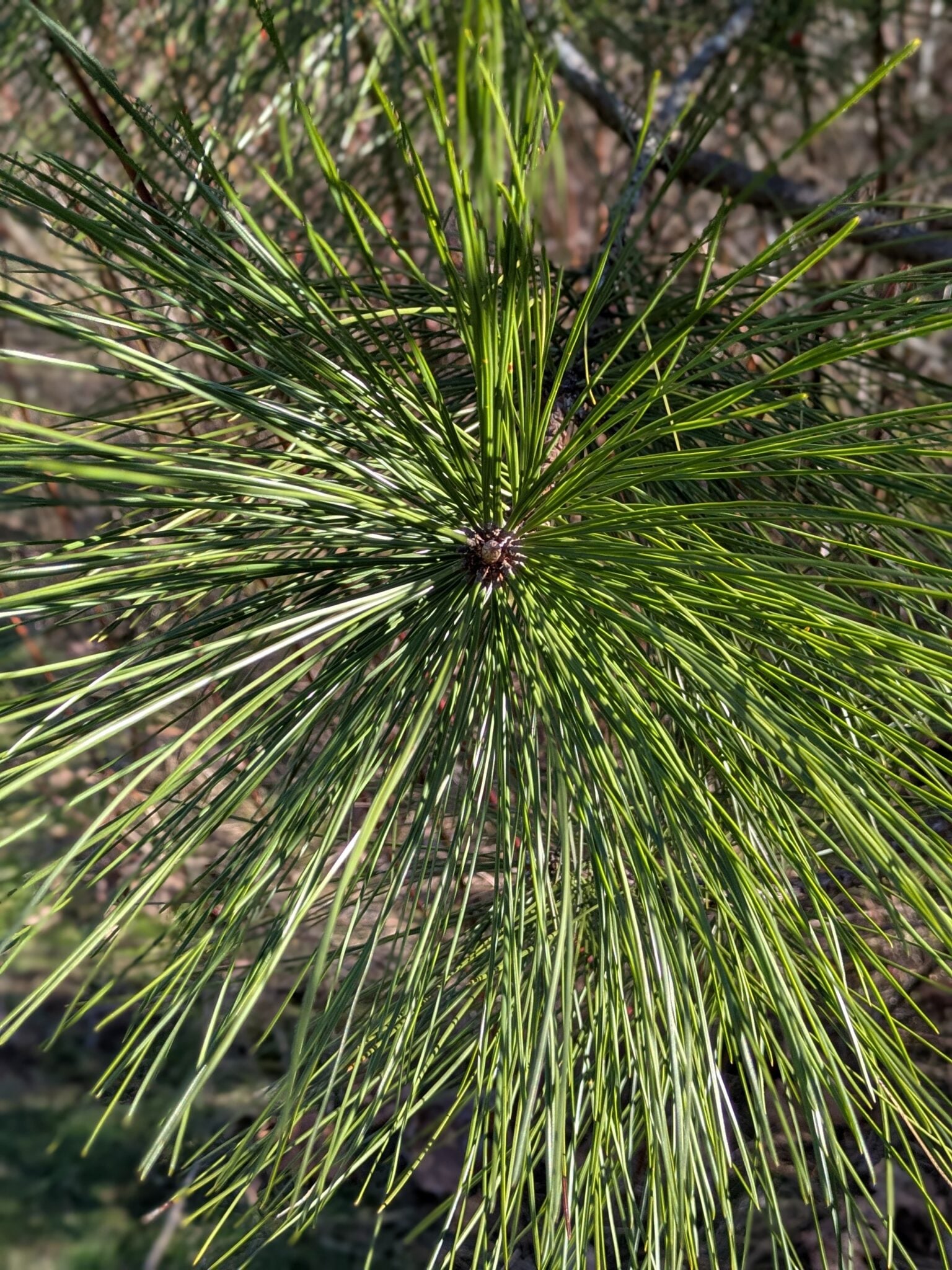 ponderosa pine needle arrangement
