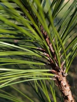 ponderosa pine needle attachment