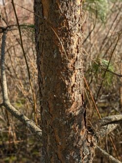 young ponderosa pine bark