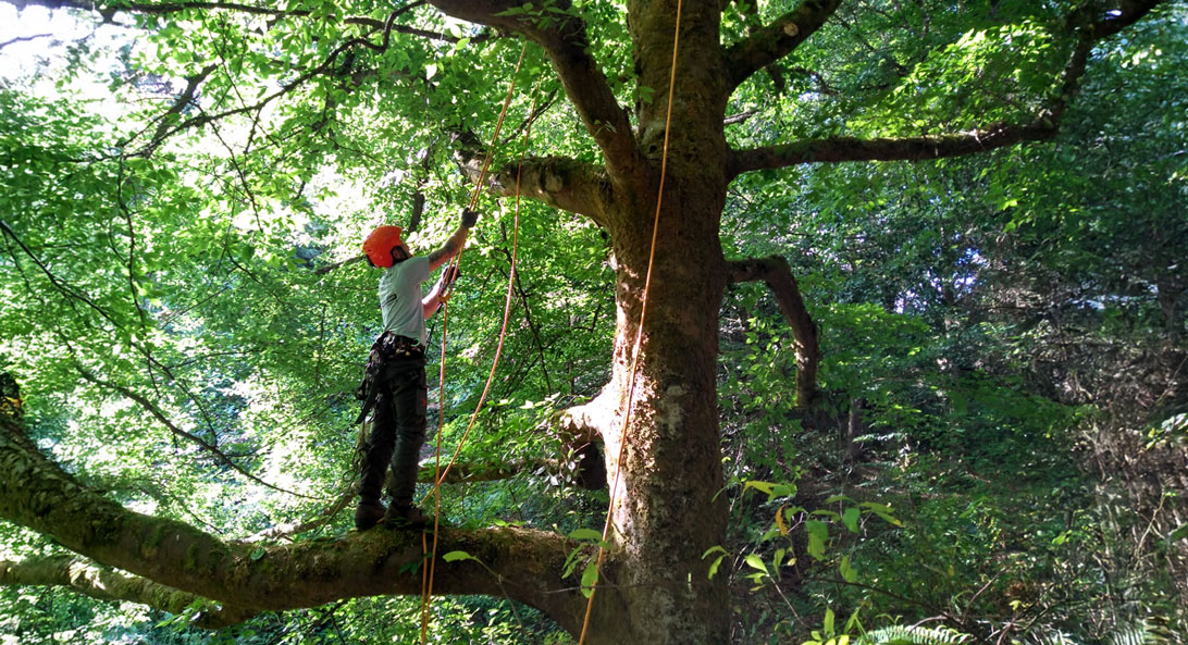 tree-pruning